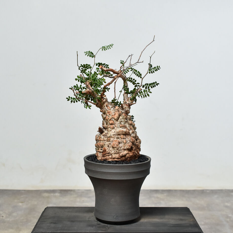 オペルクリカリア・パキプス 2024-14 【公式通販】