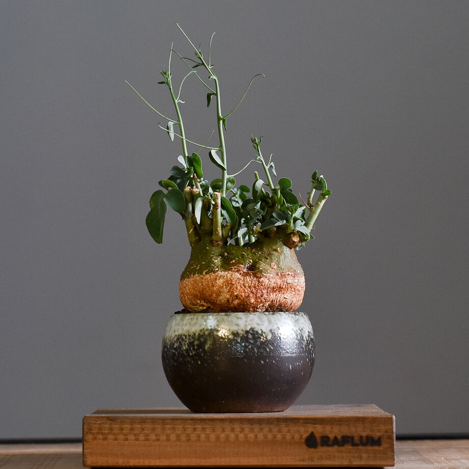 【超大株】アデニアスピノーサ　現地球　発根済み　株パンパンです 超大株】アデニアスピノーサ 現地球 発根済み 株パンパンです