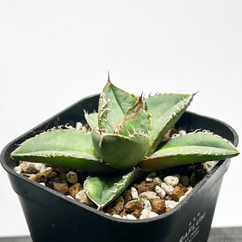 アガベ チタノタ 