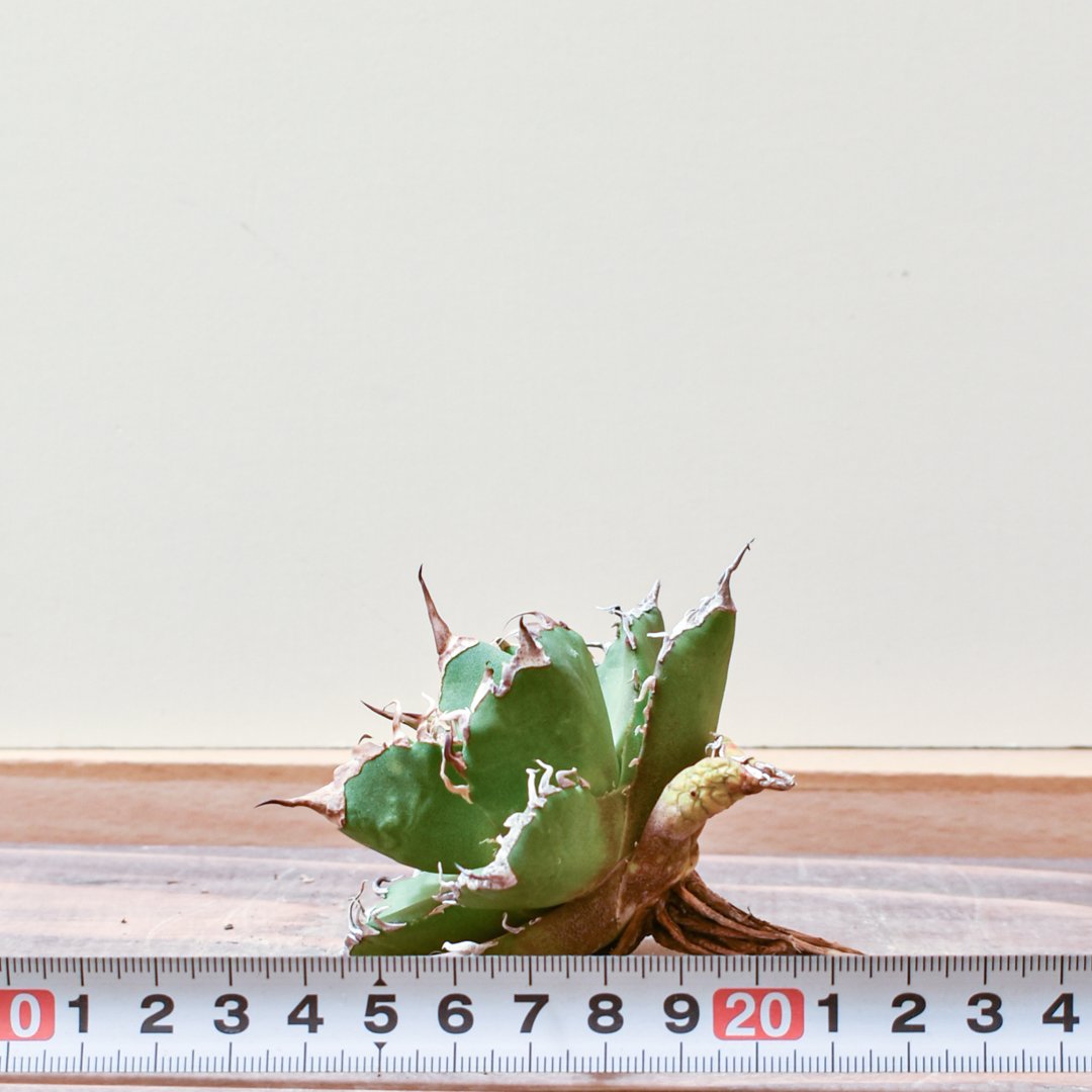 アガベ オテロイ 金剛狼 ウルヴァリン 大株