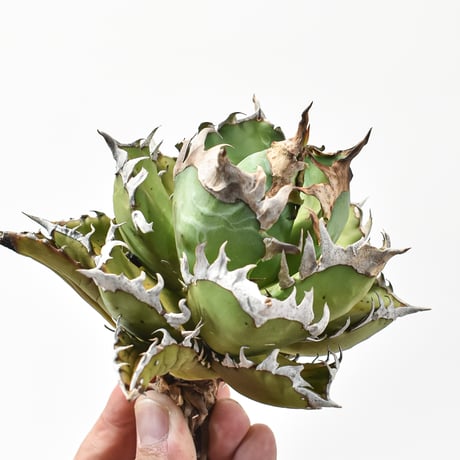 アガベ チタノタ "精品レッドキャットウィーズル" / 精品赤猫 , 精品紅猫  【台湾 dragon agave産/中株/抜き苗】578 DGC2411069(T)