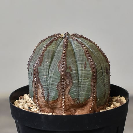 至高のオベサ オールドオベサ ユーフォルビア 【公式通販】