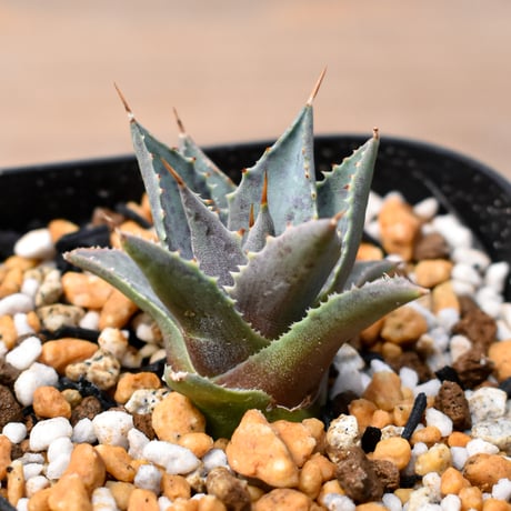 アガベ ハイブリット "邪霊" (特白肌怒雷神×血妖) 【台湾botanical_seeker産】RF25011430