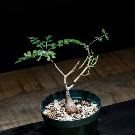 ディスカラー | STORES