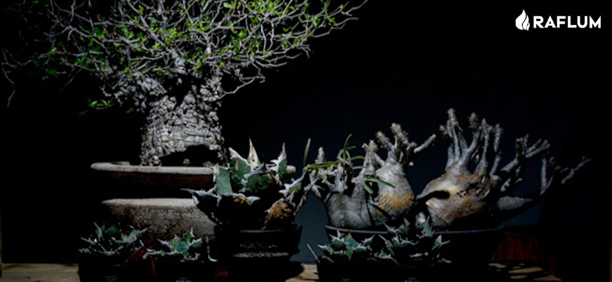 8月8日(木)20:00~】台湾ベルリン産の麻花龍やシーハオ産のキングの成株