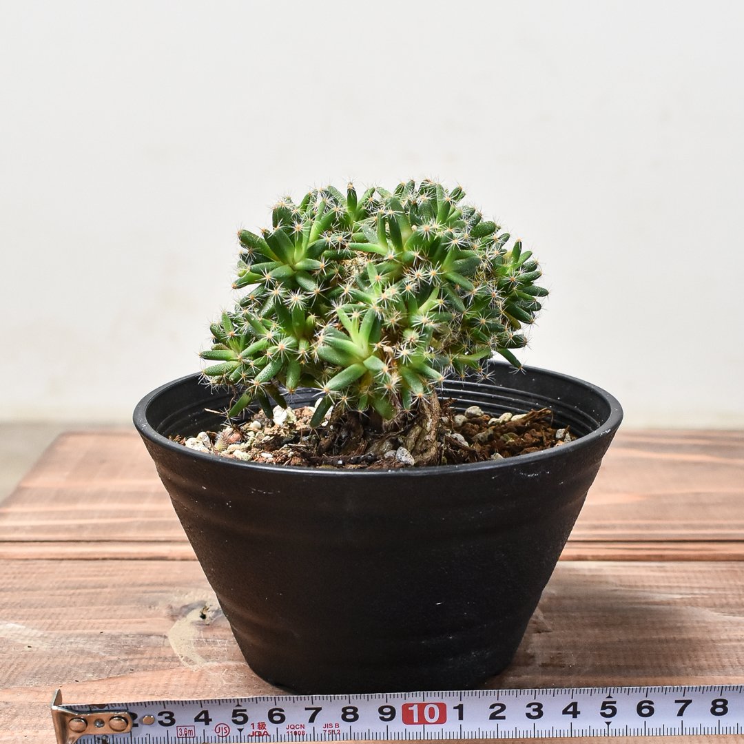 トリコディアデマ デンサム 