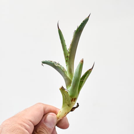 CATEGORY アガベ チタノタ チーター/猟豹 | RAFLUM / ラフラム｜東京