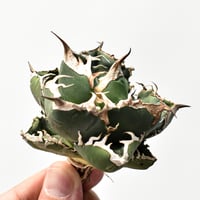 アガベ チタノタ 