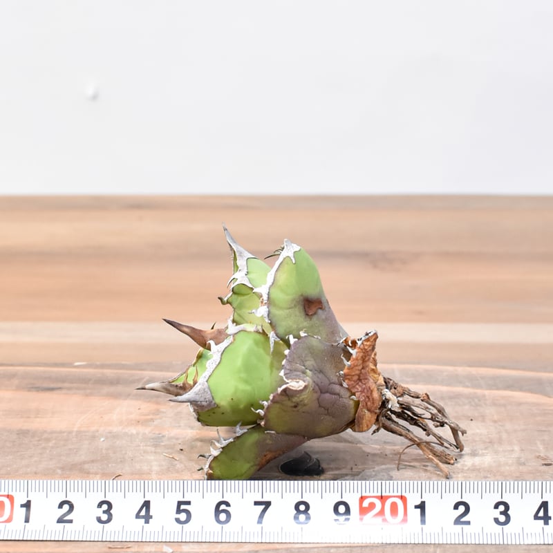 アガベ チタノタ 