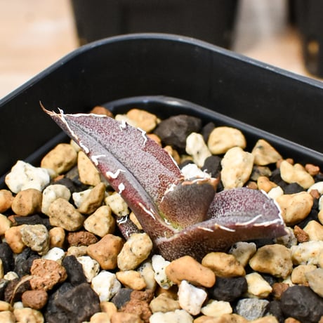 【RAFLUM育成株 5個セット】アガベ Mexico oteroi seeding / オテロイ実生 メキシコ産【RAFLUM産/実生/子株】D