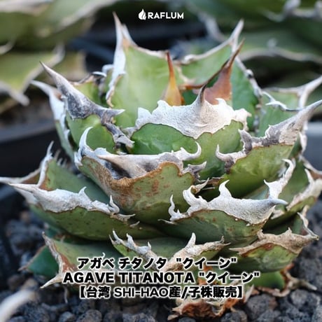 アガベ チタノタ "クイーン" 【台湾 Shi-hao産/発根済み/TC株】SH2402340