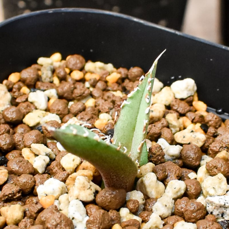 アガベ ウリエル実生(Oaxaca Seeding) RAFLUM育成株 5個セット】アガベ Uriel oteroi seeding / ウリエ