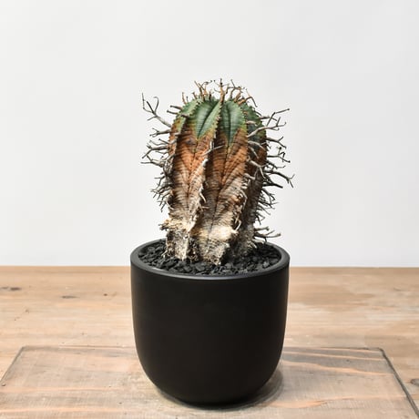 【美株】ユーフォルビアスーパーバリダ 国内実生株 塊根植物 サボテン ユーフォルビア スーパーバリダ | mana's farm:塊根植物・アガベ