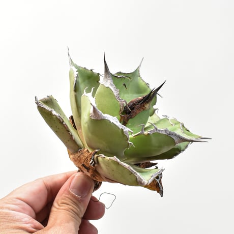 CATEGORY アガベ チタノタ 黒豹 | RAFLUM / ラフラム｜東京、大阪の