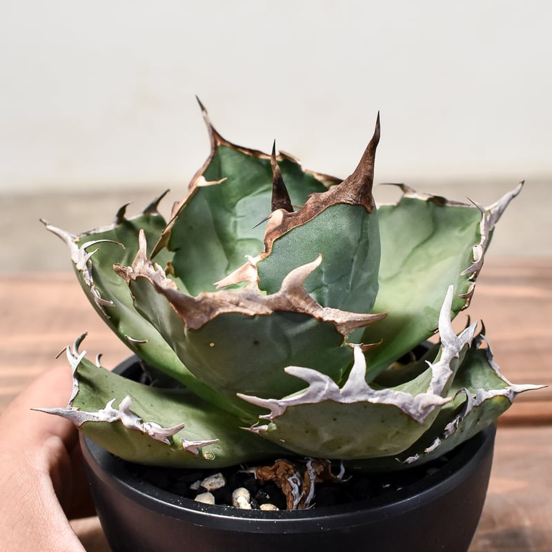 アガベ チタノタ クラブ 