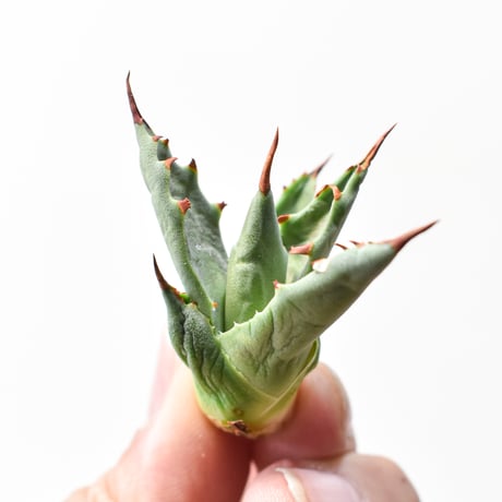 アガベ ハイブリット "邪霊" (特白肌怒雷神×血妖) 【台湾huplants2010産/子株販売】RF25011814