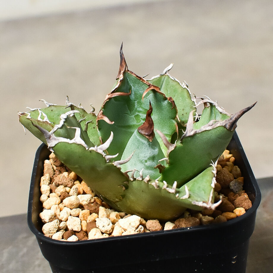 アガベ 白毫刺/ ビャクゴウシ 発根済み プレステラ105 オリジナル