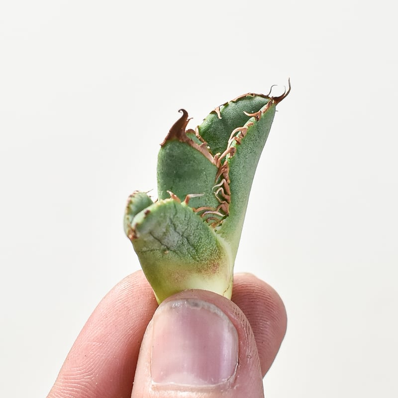 アガベ 麻花 agavesan oc株 【発根済み】 アガベ 麻花 agavesan oc株 【発根済み】 麻花龍 Agave titanota '麻花