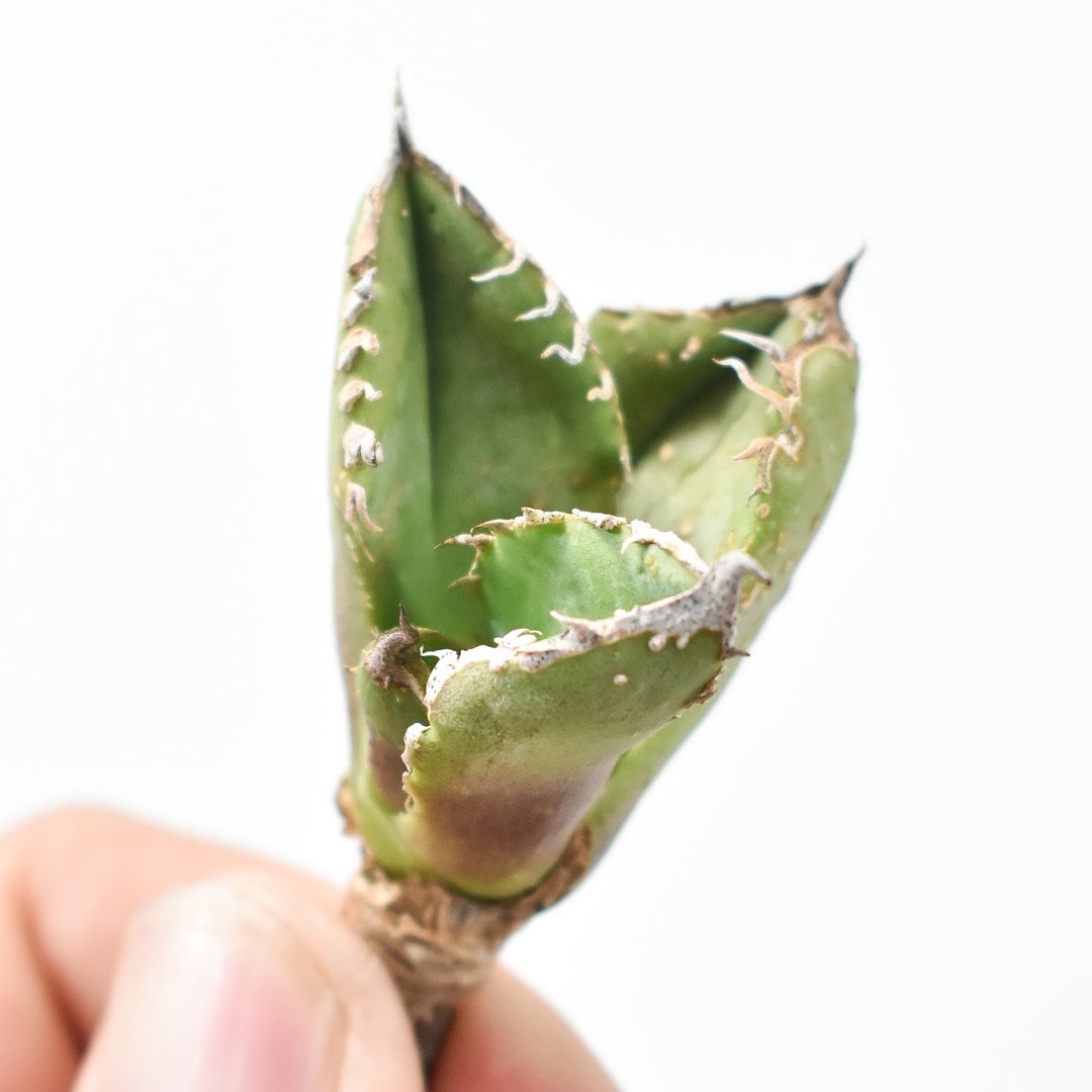 チタノタ「麻花龍」MaHua 子株 発根活着済 アガベ チタノタ 麻花龍