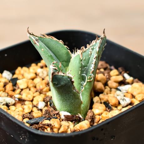 アガベ チタノタ "麻花" 【台湾huplants2010産/子株販売】RF25011843