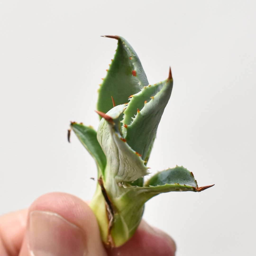 アガベ ハイブリット 