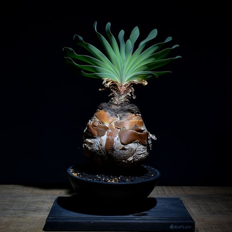 超特選　ブーファン　ハエマンソイデス ブーファン・ハエマンソイデス(Boophane haemanthoides