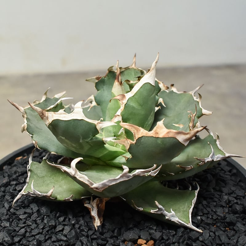 本日9/23値下げ！ アガベ　チタノタ　蟹　Crab 更新しました！】アガベ チタノタ カニ 螃蟹 crab | Agave Rocon