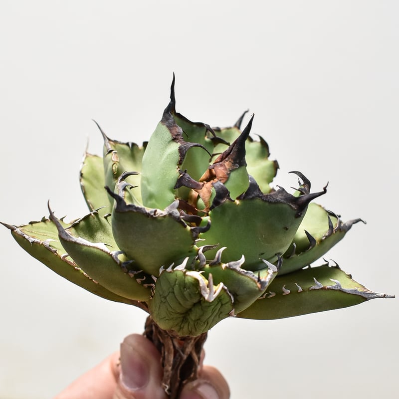 アガベ　魔丸、黒鯨　セット アガベ チタノタ 黒鯨 Agave titanota black whales No.1 |