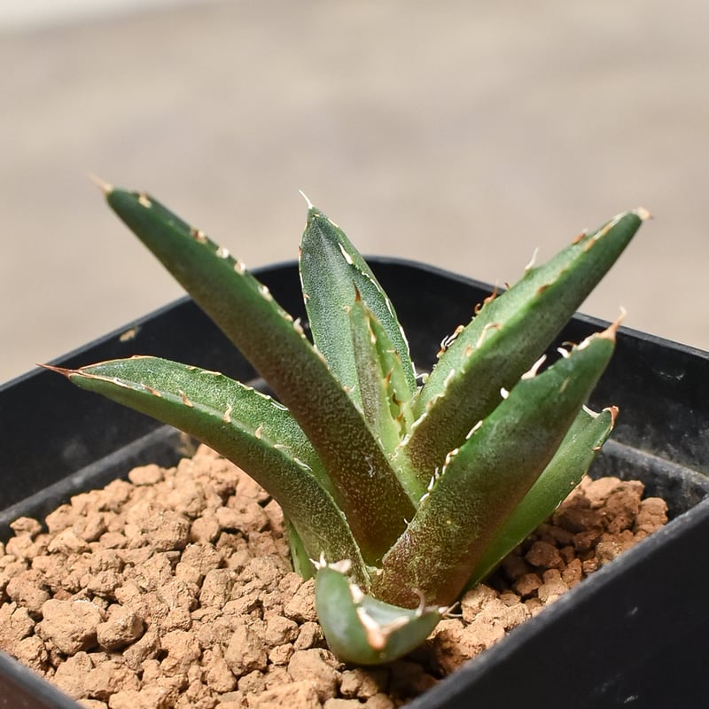 アガベ チタノタ 