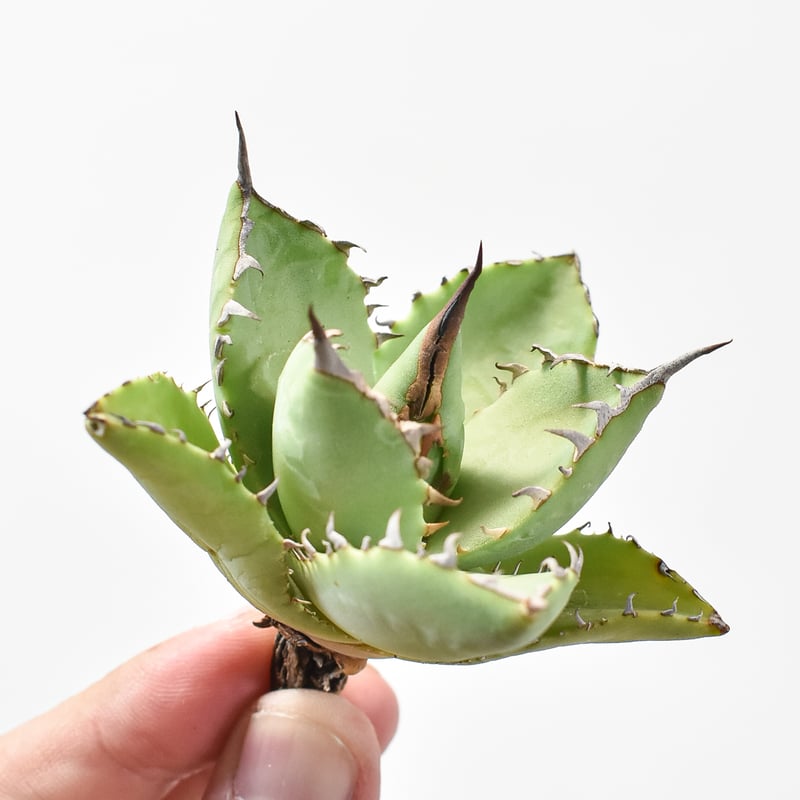 アガベ Dennis hybrid 甲妖x鬼爪(isthmnensis x utahensis アガベ Dennis hybrid 甲妖x鬼爪(isthmnensis x utahensis