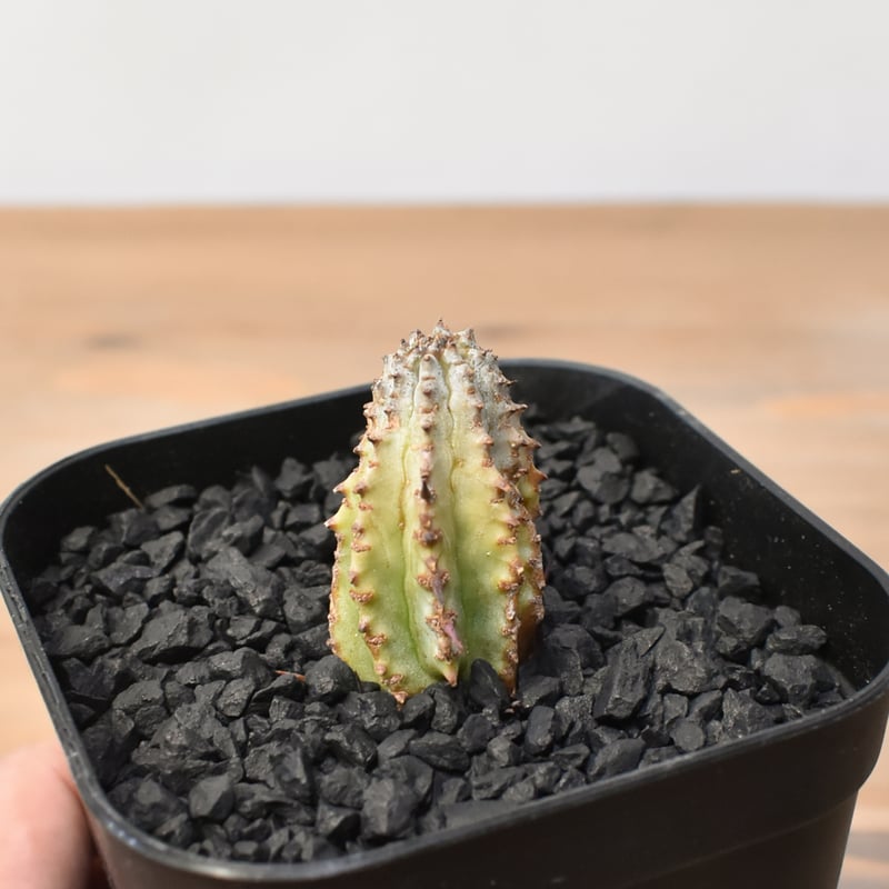 ユーフォルビア ホリダ 