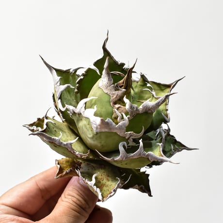 【限定割引中】アガベ　チタノタ　シーザー　超大株 限定値下げ中】アガベ チタノタ シーザー 超大株 - メルカリ