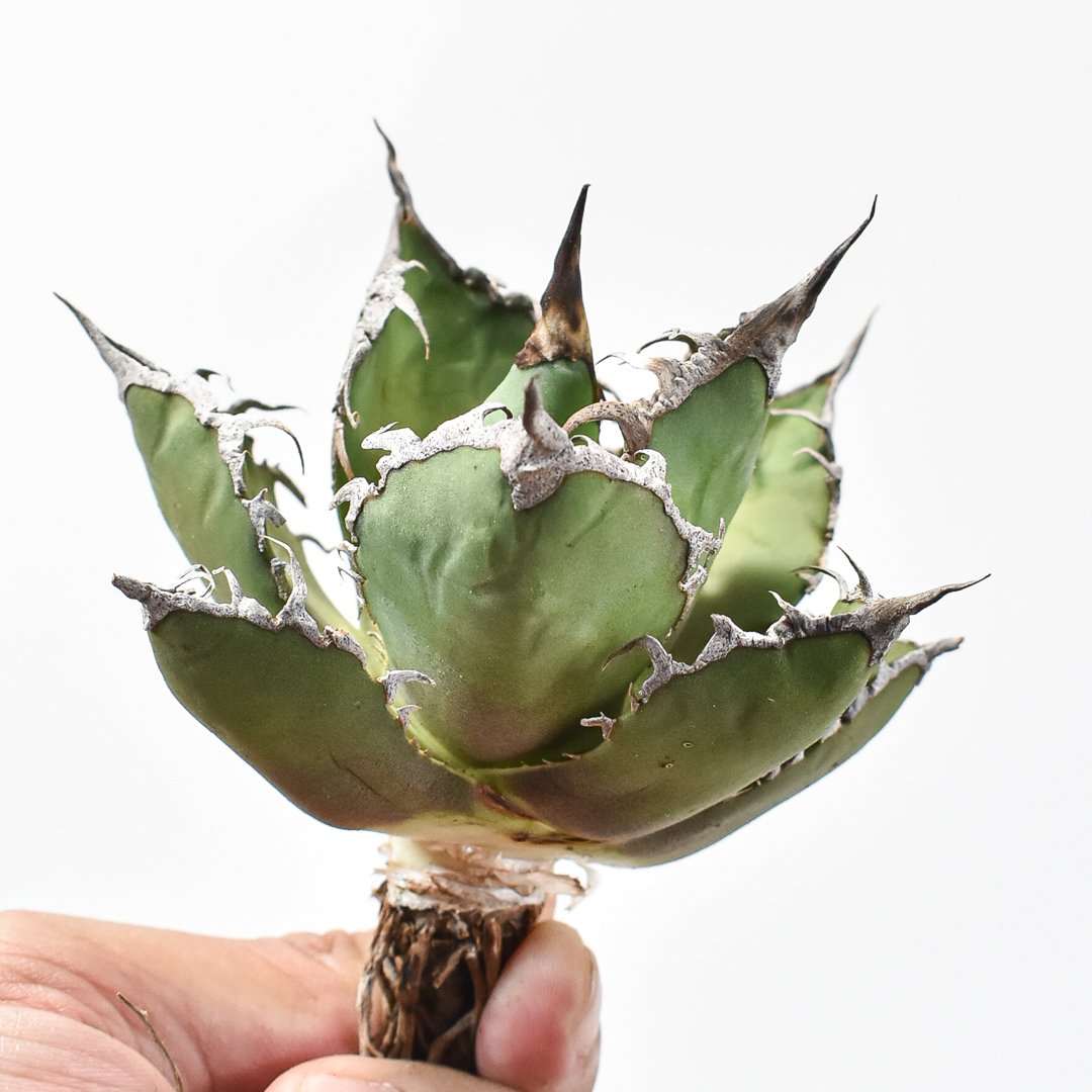 【コレクション】アガベ　チタノタ　シーザー　凱撒　ボールタイプ コレクション】アガベ チタノタ シーザー 凱撒 ボールタイプ