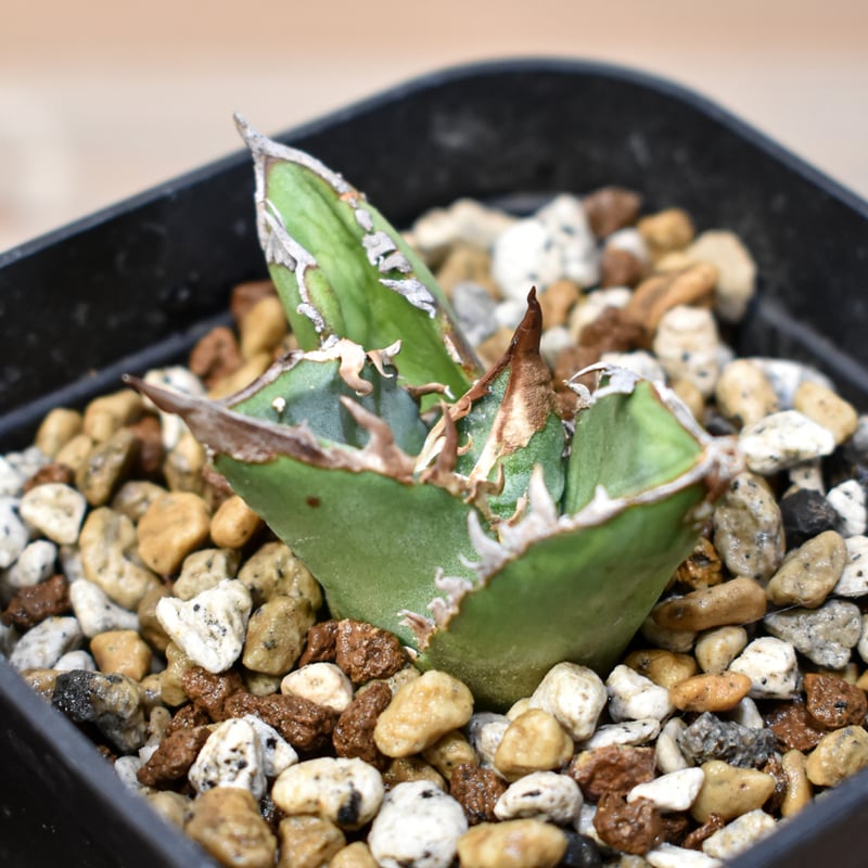 アガベ チタノタ SAD 子株2つ プラステラ150付き RAFLUMコレクション