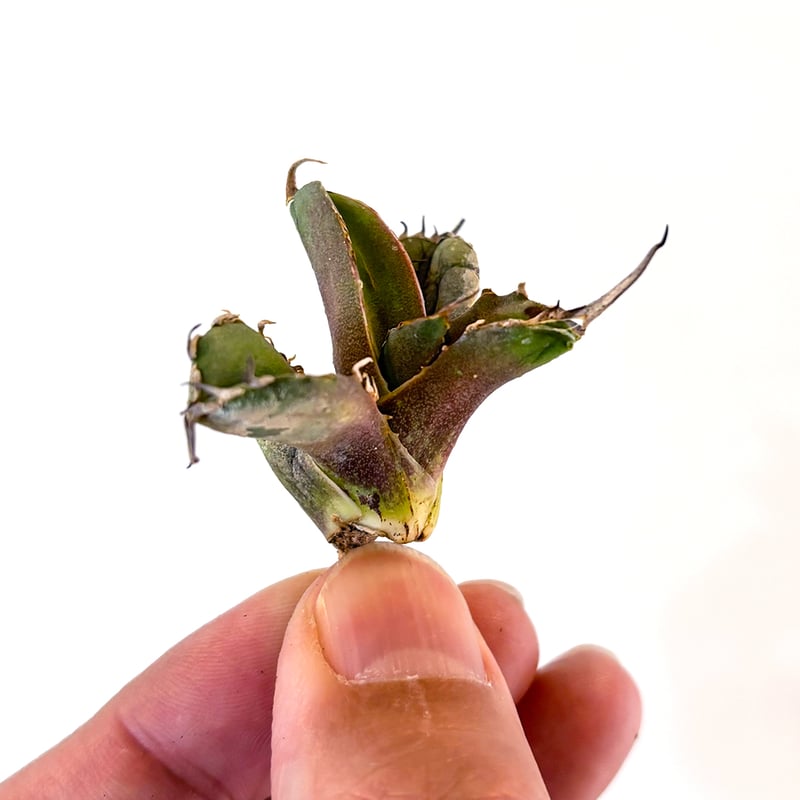 アガベ チタノタ フクロウ 猫頭鷹 海豹 アガベ チタノタ フクロウ / 猫頭鷹 , アザラシ / 海豹【台湾産