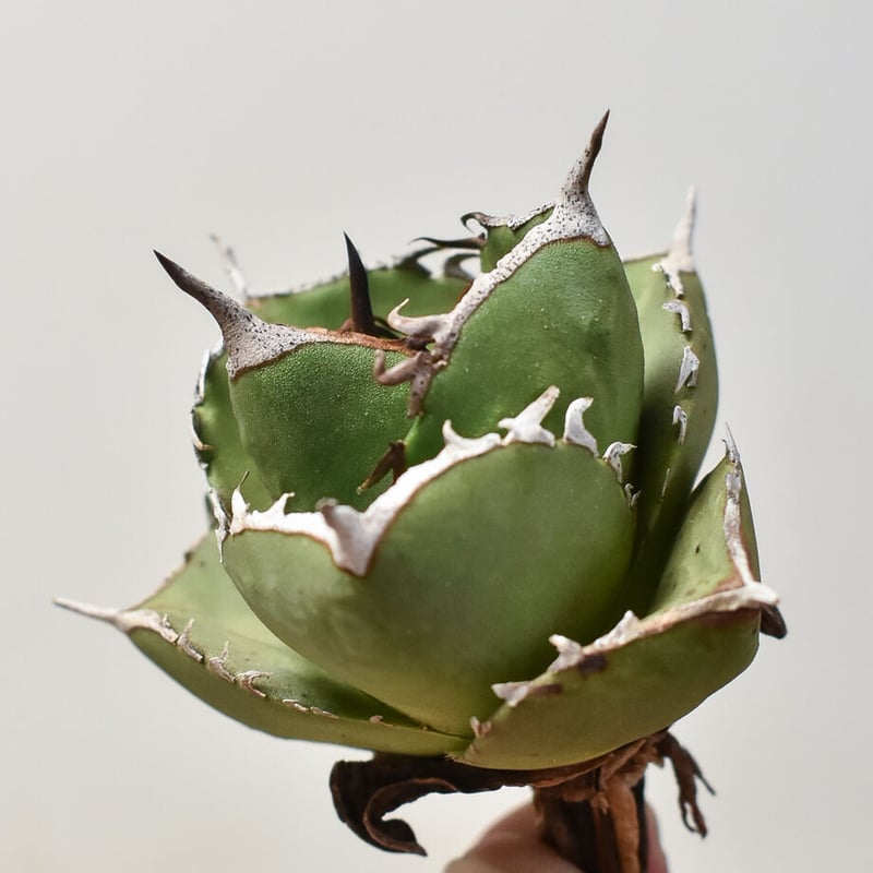 アガベ チタノタ 