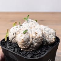 アガベ シースター（発根済み）RF22044 | RAFLUM / ラフラム｜東京