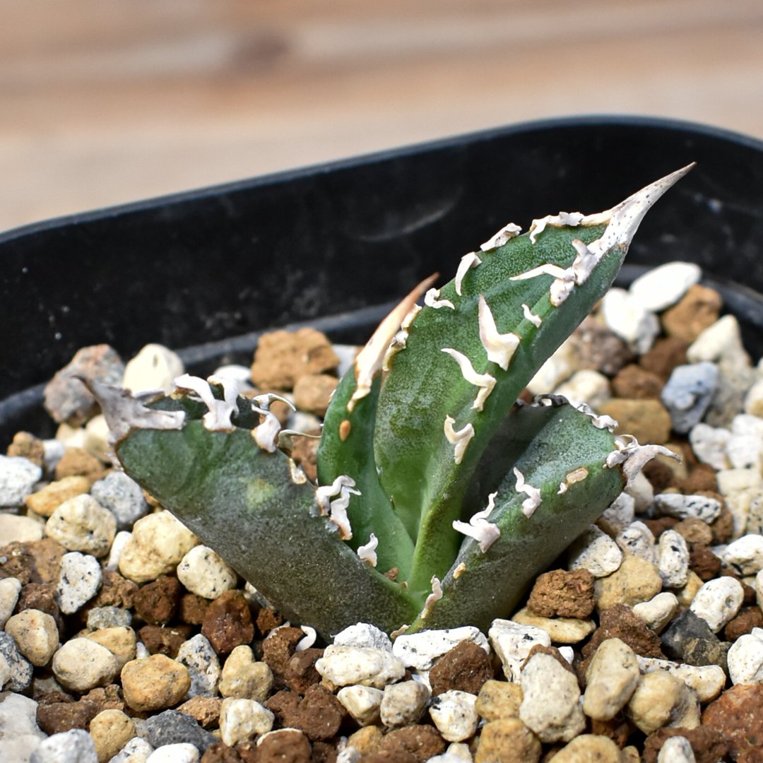 アガベ チタノタ ゴジラ 