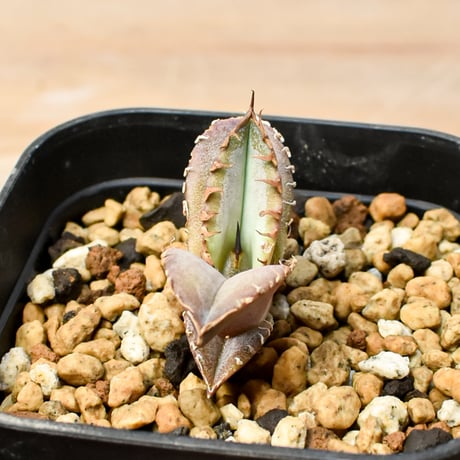 【RAFLUM育成株 5個セット】アガベ Mexico oteroi seeding / オテロイ実生 メキシコ産  【RAFLUM産/実生/子株】E