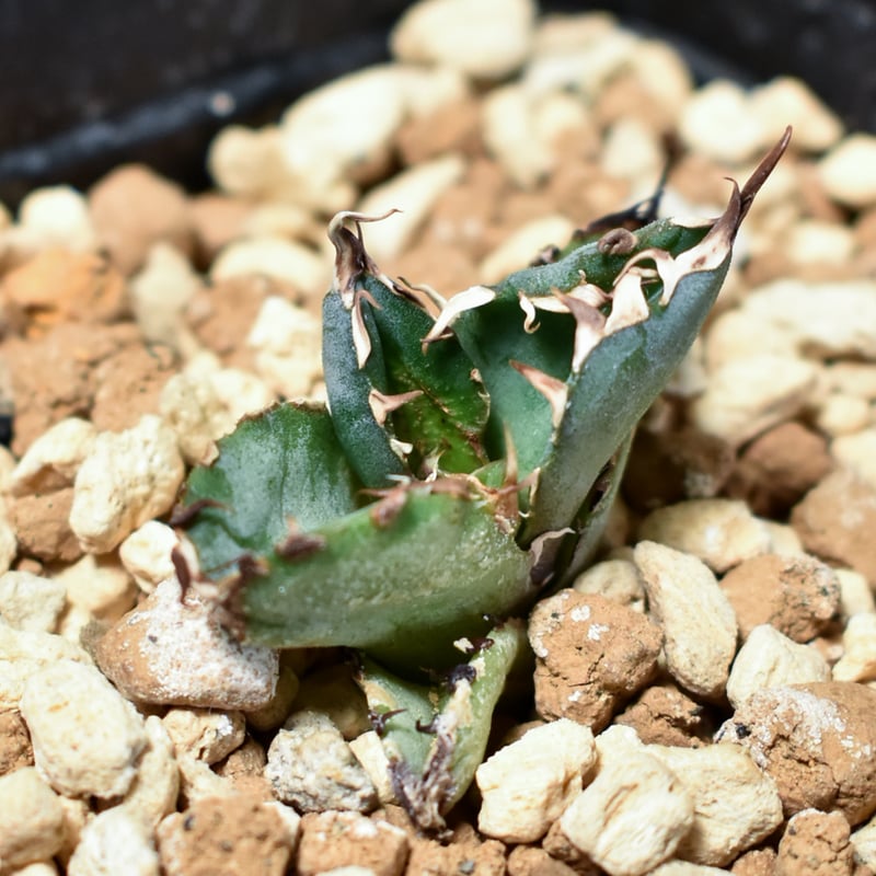 アガベ チタノタ ブラックアンドブルー 