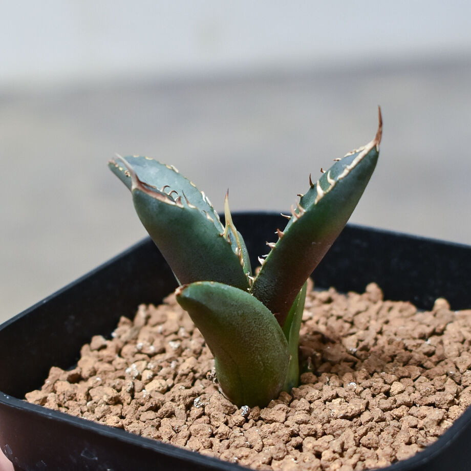 アガベ agave ファルコン falcon 仔株① アガベ agave ファルコン falcon 仔株①