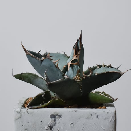 アガベ チタノタ ホワイト【白肌】RF22778