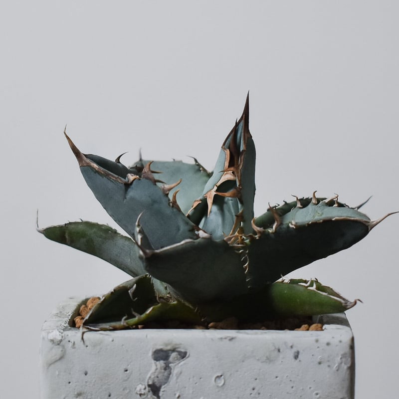 アガベ　チタノタ アガベ チタノタ T-23 | hanayoshi-botanical