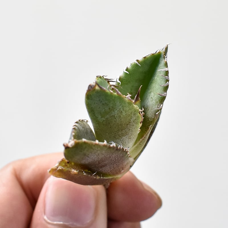 アガベ チタノタ 