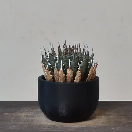 【植物フィギュア】RAFLUM × LOBINDON【Agave utahensis var. eborispina】RFLB23002