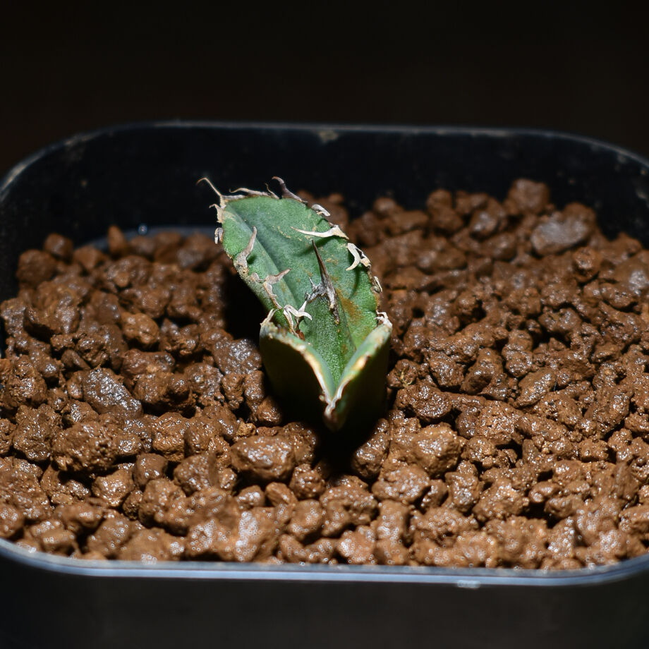 アガベ　チタノタ　cok 追星　コレクション株 アガベ チタノタ 