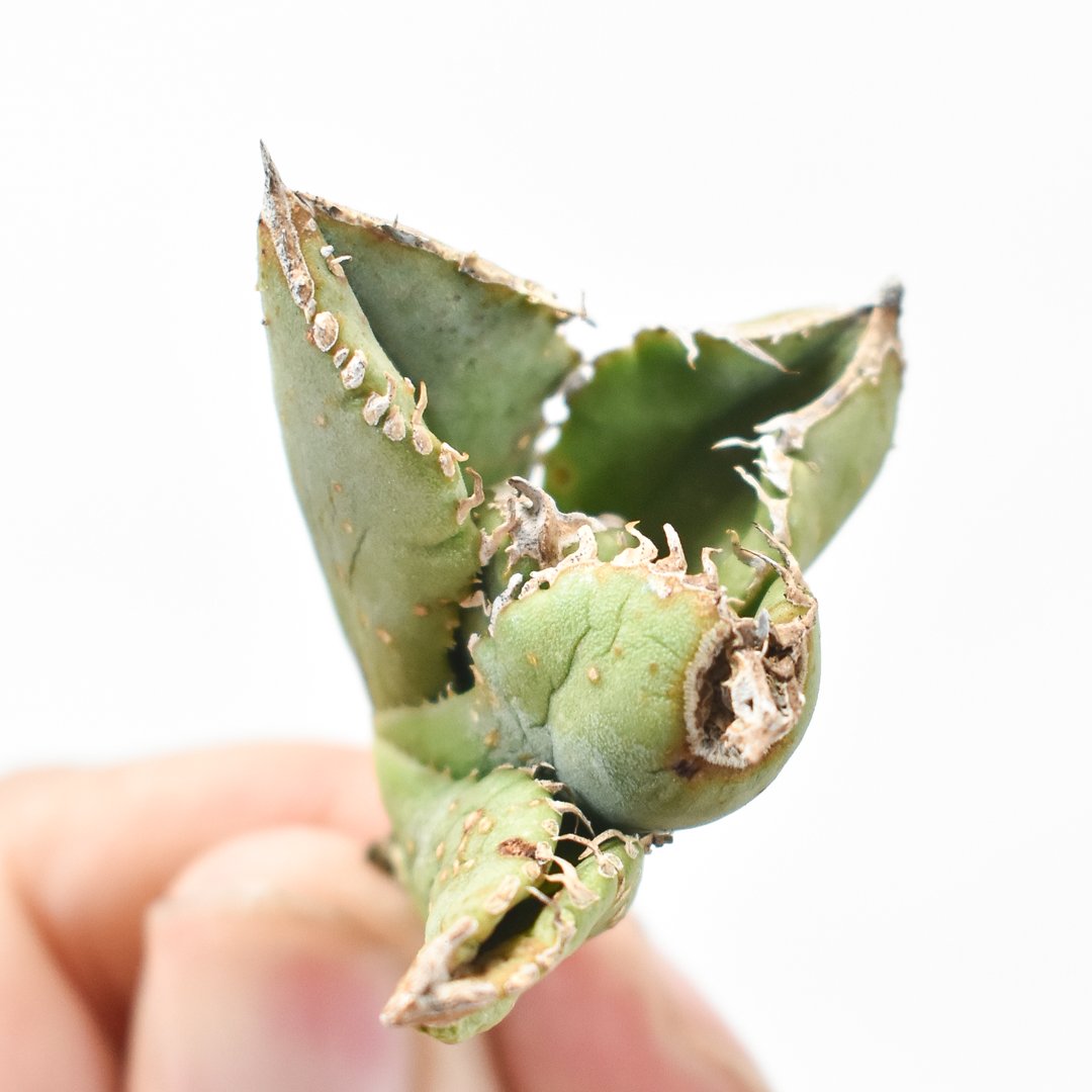 アガベ チタノタ 麻花龍 【台湾 berlin産/子株/抜き苗】D