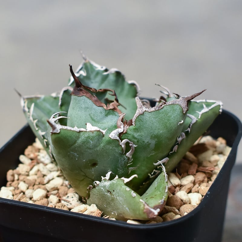 アガベ チタノタ 