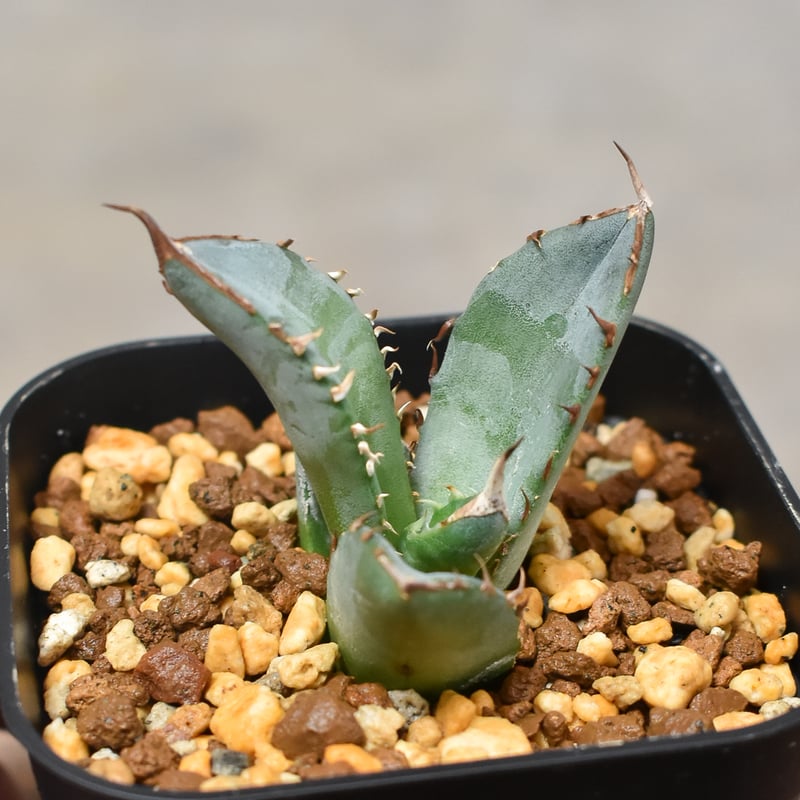 アガベ チタノタ フェニックス 