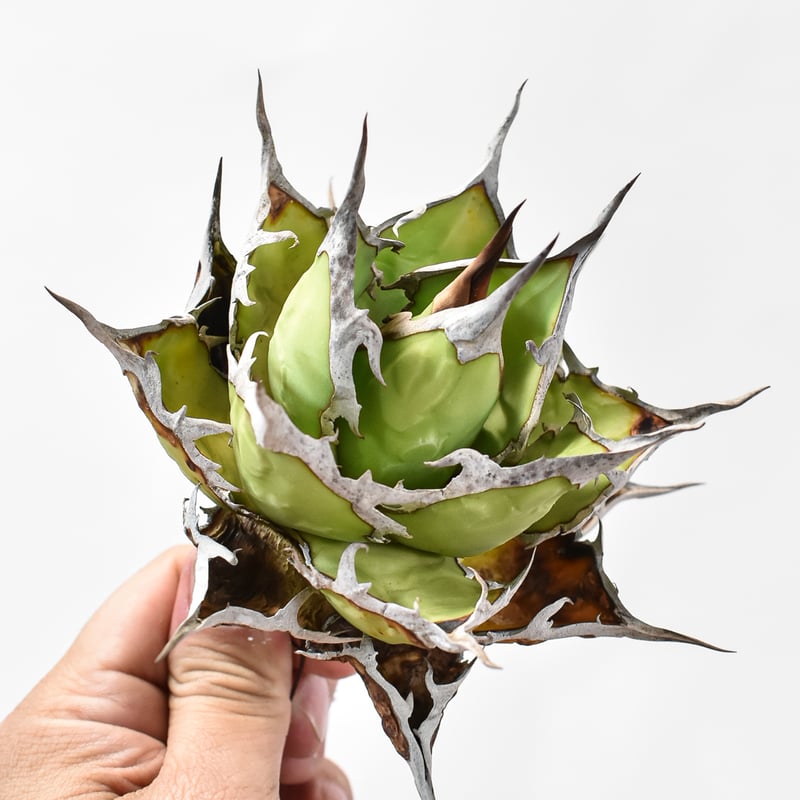 アガベ チタノタ DENNIS ホリダ×鬼爪（026） 